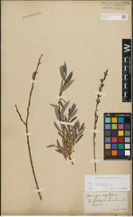 Foto von Salix repens subsp. incubacea (L.) A. Neumann